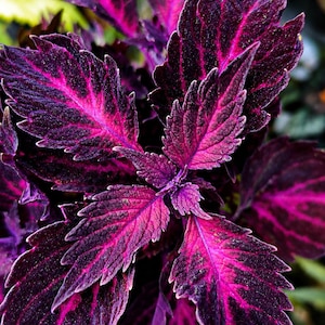 Pode incluir: Close-up de uma planta de cóleus com folhas vibrantes e texturizadas. As folhas exibem um contraste marcante de roxo escuro e magenta brilhante, com bordas serrilhadas. Os padrões intrincados e as cores ricas da planta são evidentes.