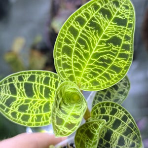 Stek: Macodes petola, Juwel Orchid, Jewel Orchid - kamerplant, terrarium, zeldzaam