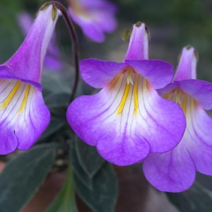 Esqueje de Primulina subrhomboidea, prímula de interior, gesneriada, plantas, plantas de interior - gesneriadas, plantas raras, esquejes de gesneriadas