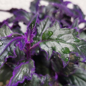 Cutting: Gynura aurantiaca, Velvet Plant - Houseplant, rareplants