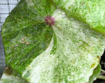 Blooms625 ベゴニア ルージュ バリエガタ ベゴニア ベゴニアの種子 30