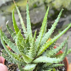 Aloe humilis - Etsy.de