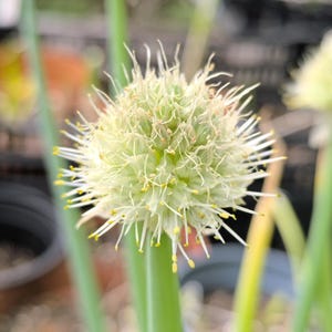 Plant: Allium altaicum, Altai leek - perennial, hardy