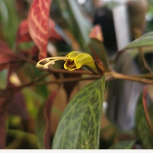 Cuttings : Aeschynanthus longicaulis , Gesneria, plants, houseplants- Gesneriads , rare plants , Gesneriads Cuttings