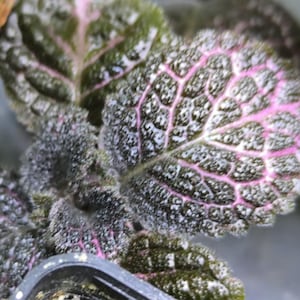 Cutting : Episcia &quot; Pink Acajou &quot; Gesnerie - Houseplants, Gesneriads, rareplants, Gesneriads Cuttings