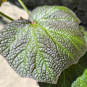 Begonia amphioxus - Etsy 日本