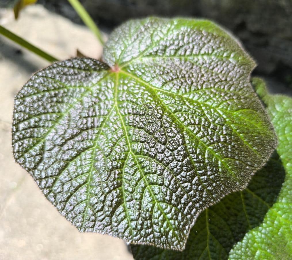 Begonia amphioxus - Etsy 日本