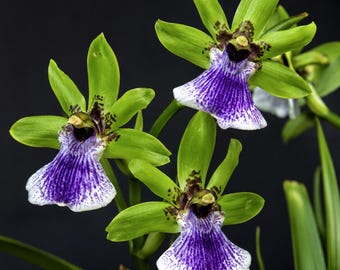 Plantas pequeñas: . Zygopetalum Imposto Verde, Orquídea Azul, Orquídea Azul - planta de interior, terrario, rara