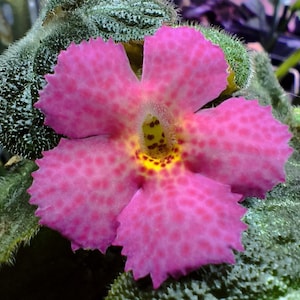 Puede incluir: Primer plano de una vibrante flor rosa con un centro amarillo salpicado de puntos rojos. La flor tiene cinco pétalos con un borde festoneado. La flor está rodeada de hojas verdes texturizadas.