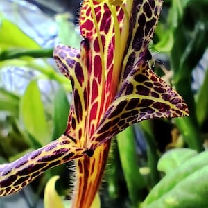 Young plant: Columnea schiedeana, Gesnerie, plants, houseplants, rare plants, Gesneriads cuttings