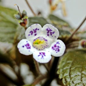 Puede incluir: Una flor blanca con manchas moradas y un centro amarillo. La flor tiene cinco pétalos y está enfocada. El fondo está desenfocado y es verde.