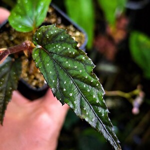 Esquejes: Begonia taiwaniana, begonia trucha - terrario,