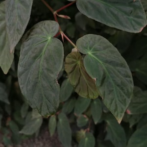 Planta joven: Begonia dietrichiana, Begonia rara, planta de interior.
