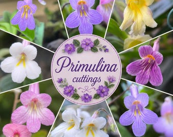 Stecklinge  : Primulina verschiedene Sorten und Arten , Zimmerprimel - Gesnerie, Zimmerpflanze , rareplants