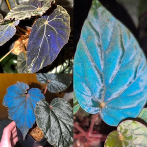 Op de afbeelding: Close-up van verschillende begoniabladeren, met een verscheidenheid aan kleuren en texturen. De bladeren variëren van diep paars tot levendig blauw, met prominente nerven. Sommige bladeren hebben een fluweelzachte textuur, terwijl andere glad lijken. De afbeelding benadrukt de diverse schoonheid van begoniablad.