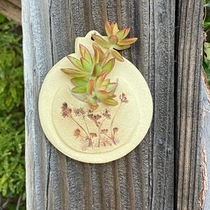 May include: A circular, cream-colored wall planter featuring a small, crescent-shaped opening at the top. The planter is decorated with a brown, pressed botanical floral print and contains a live succulent with green and reddish-orange leaves.