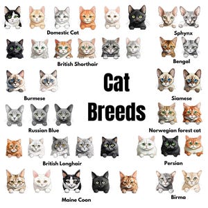 Les races de chats les plus populaires, 12 Cliparts de races de chats, Digital Artwork, Handmade, DIY