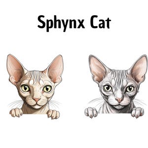 Clipart de gato, Raça de gato Shynx, Arte digital, Feito à mão, Faça você mesmo