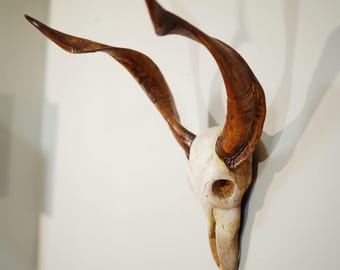 Bones & Skulls cow  Skull, from a big bull, perfect gift, real skull Animal Skull, farmhouse wall decor