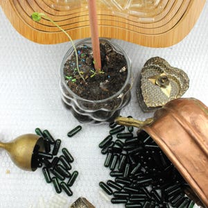 Bomboniere personalizzate con capsule di semi, bomboniere piantabili per gli ospiti del matrimonio, bomboniere ecologiche personalizzate per gli ospiti