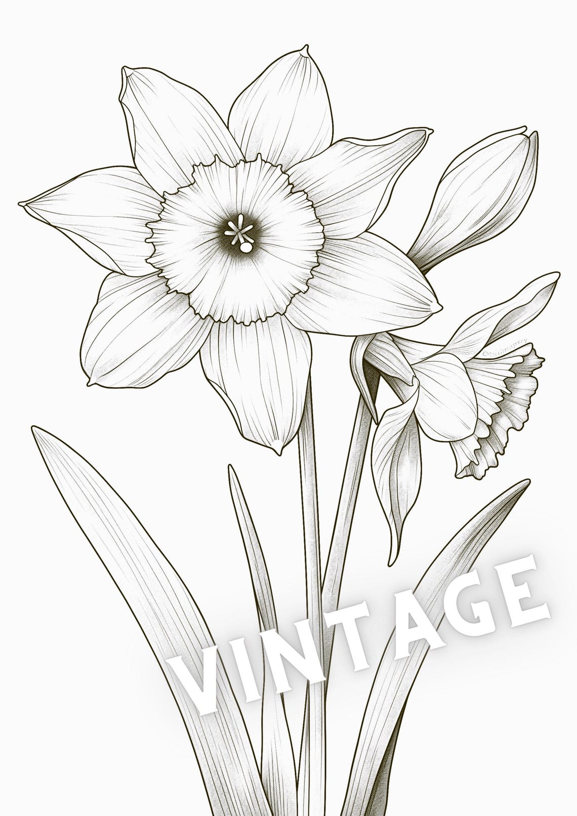 Floral Coloring Pages - Daffodil Coloring Sheet for Toddlers, Kids ...