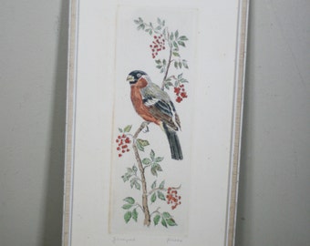 vintage hand colored bird etching signed by artist