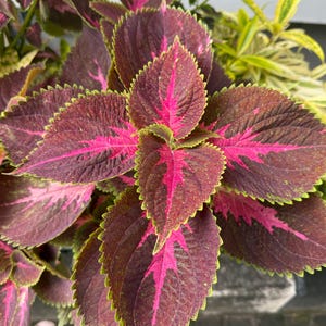 100 Coleus Rainbow Mix Seeds | Mixed Colors Foliage | Shade Houseplant | Solenostemon | Container & Garden Planting