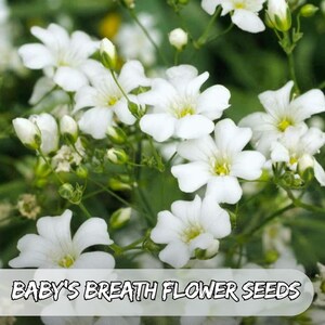 1000 Baby's Breath Flower Seeds: White Gypsophila elegans, Bouquet Filler