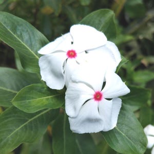 Bright Eye Periwinkle Vinca rosea 50 seeds Non-GMO Easy Grow Fast Free Shipping