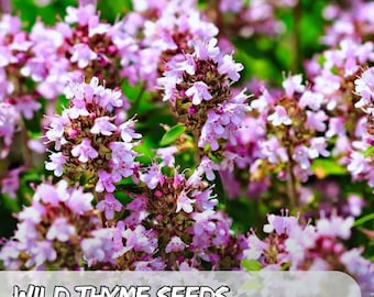 2000 nasion tymianku płożącego | Thymus serpyllum | bylina okrywowa | fioletowe kwiaty | bez GMO, odmiana tradycyjna