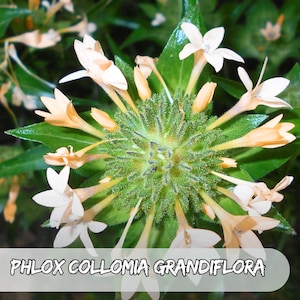 200 Collomia Grandiflora Seeds | Large Flowered Phlox | Heirloom Wildflower | Pollinator Friendly | USA Seller