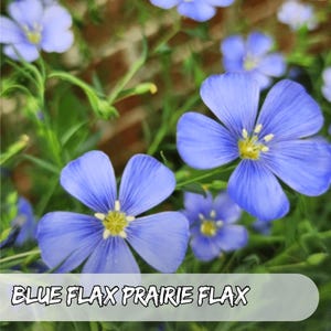 500 Seeds Blue Flax Seeds: Perennial Wildflower - Pollinator Friendly