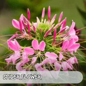 1000 Cleome Spider Flower Seeds | Cleome hassleriana | Heirloom, Non-GMO | Pollinator Friendly | USA Seller