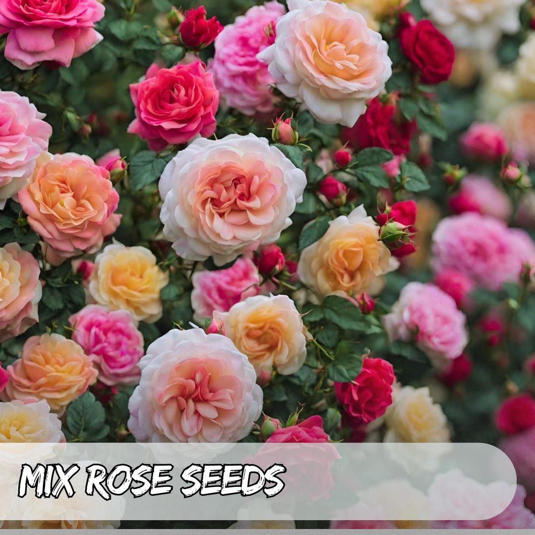 Gmo Roses 5 Mixed Rose Seeds | Rosa Flower Seeds | Perennial Garden Roses | Non ...