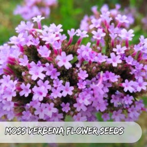 500 Moss Verbena Seeds – Verbena tenuisecta Mixed Colors | Low-Growing Groundcover | Drought Tolerant | Pollinator Friendly