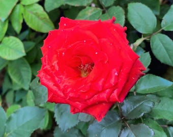 5 Seeds Red Climbing Rose Seeds: Fragrant Rosa Vine for Butterfly Garden