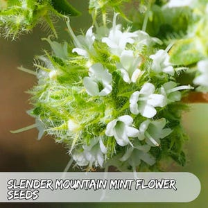 1000 Slender Mountain Mint Seeds – Pycnanthemum tenuifolium | Native Perennial Wildflower | Pollinator Magnet | Non-GMO