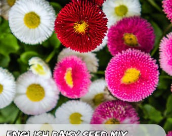 500 English Daisy Seeds Mix: Bellis Perennis Cottage Garden Flowers - Etsy