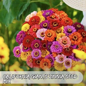 150 California Giant Zinnia Seeds: Colorful Cut Flowers, Pollinator Garden