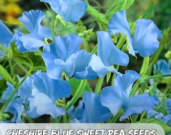 50 semillas de guisante de olor azul de Cheshire: flor trepadora fragante y tradicional