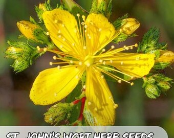 100 Johanniskraut-Samen Hypericum perforatum Gelbe Staudenblumen Non-GMO