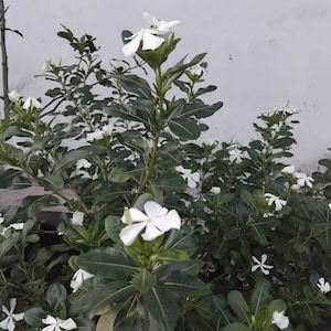 Catharanthus Roseus 10 graines de couleurs blanches, mélange de fleurs de pervenche vibrantes faciles à cultiver pour jardins et pots