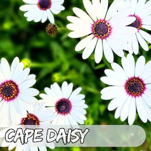 100 Cape Daisy Flower Seeds | African Wildflower | Cape Marigold | Drought Tolerant Non-GMO Blooms
