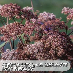 Chocolate Queen Anne&#39;s Lace 100 Seeds: Heirloom Cut Flower, Pollinator Garden