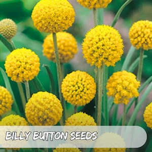 25 Billy Button Seeds – Craspedia globosa | Globe Yellow Flowers | Unique Cut Flowers & Garden Accent