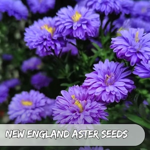 500 ニューイングランド アスターの種子 | Symphyotrichum novae-angliae | シンフィオトリクム ノヴァエ アングリアエ家宝、非遺伝子組み換え |紫色の秋の花、花粉媒介者のお気に入り