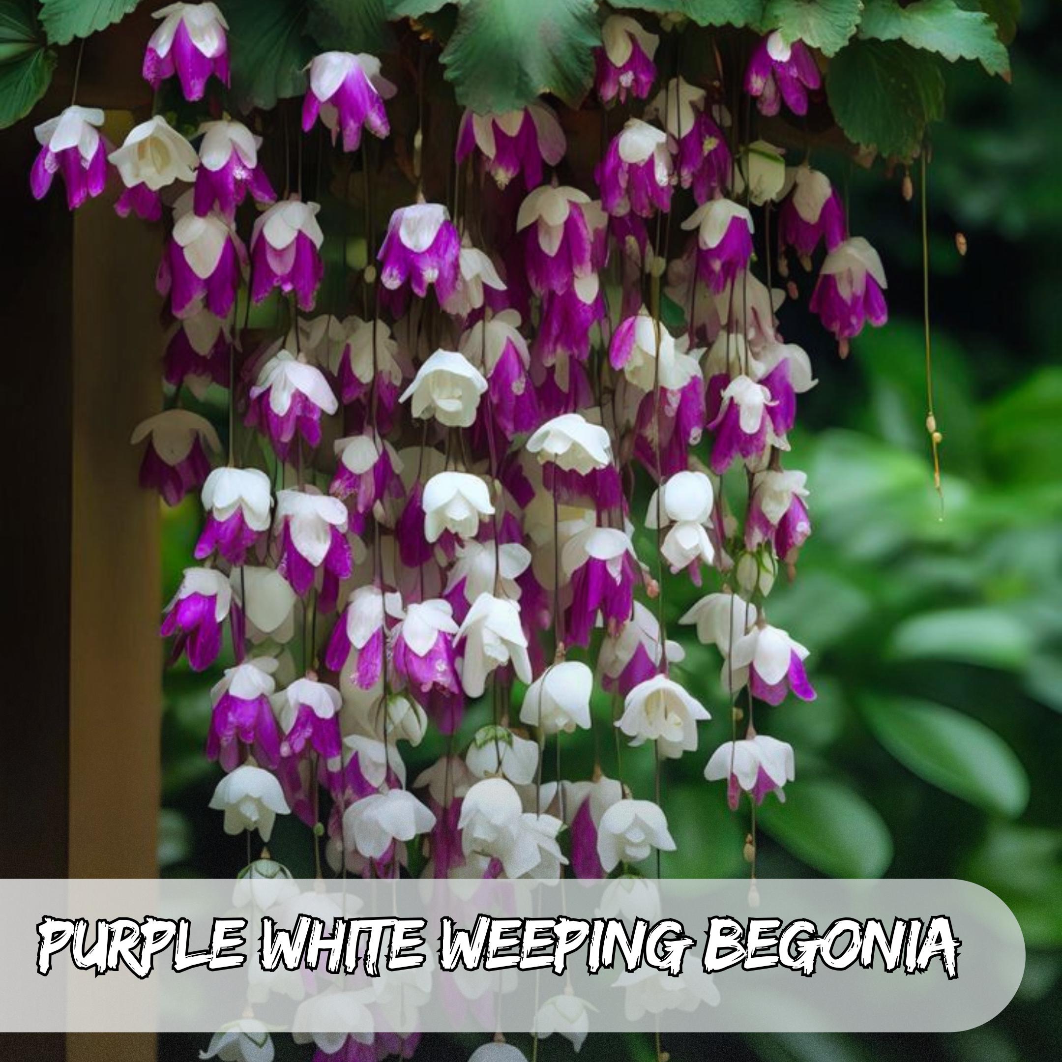 Weeping begonia plants - Etsy 日本