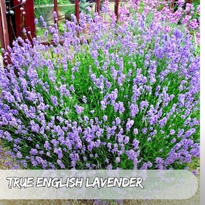 500 True English Lavender Seeds – Lavandula angustifolia Vera – Non-GMO, Fragrant Herb for Garden, Pollinator Friendly