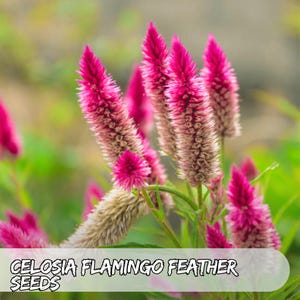 25 Celosia Flamingo Feather Seeds: Elegant Pink Plumes, Cut & Dried Flower