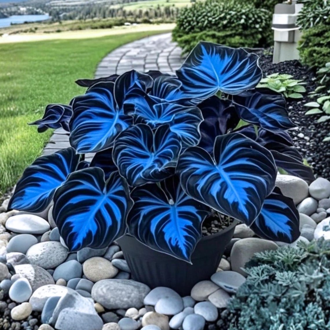100 Cadilia Seeds Shade Loving Ornamental Foliage, Ideal for Pots ...
